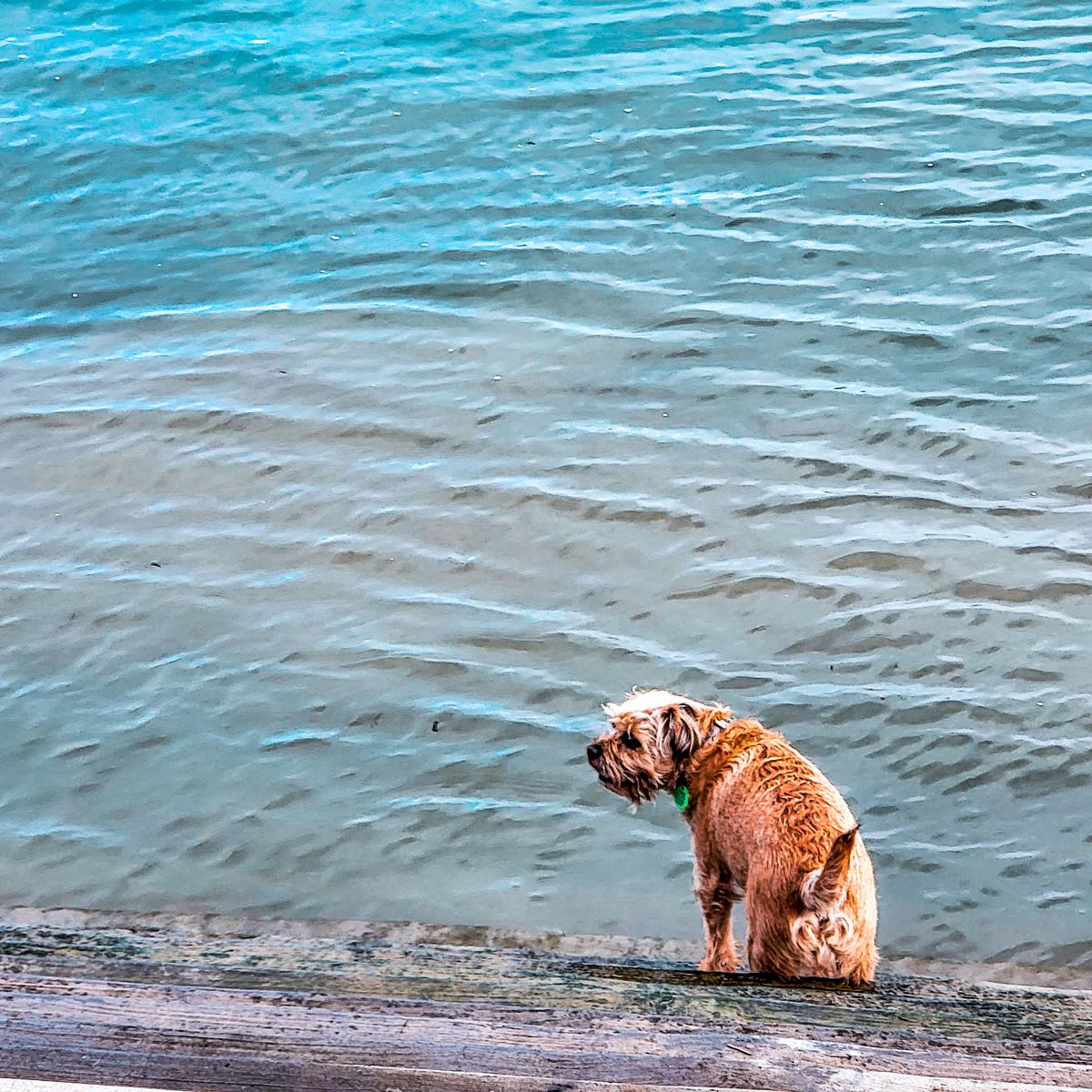 Anuke Rnanweera;Enjoying a lovely view ;A dogs view of the sea with endless possibilities.