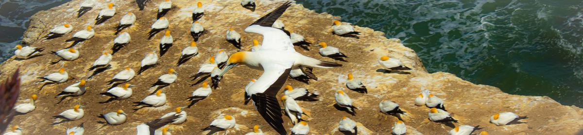Anuke Rnanweera;Wings out, ready for landing ;A gannet at muriwai beach waiting for a space to land
