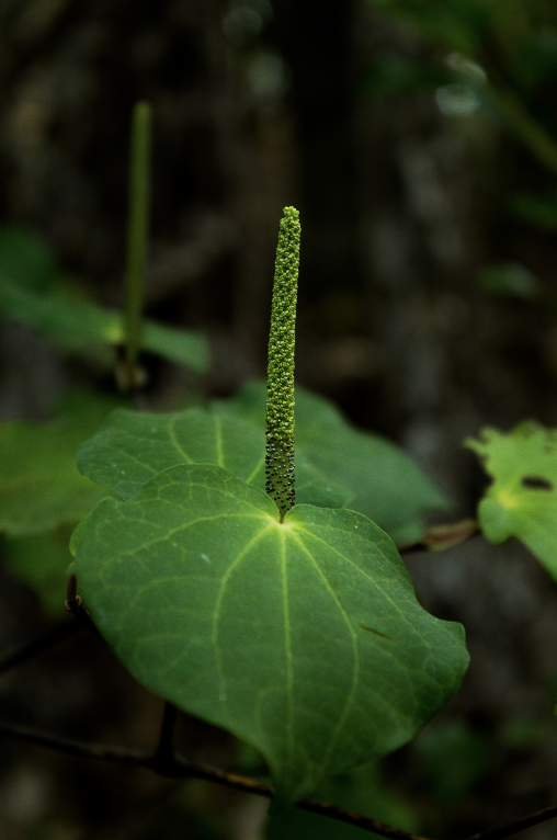 Anuke Rnanweera;Growing up ;grape vine leaf starting to grow grapes