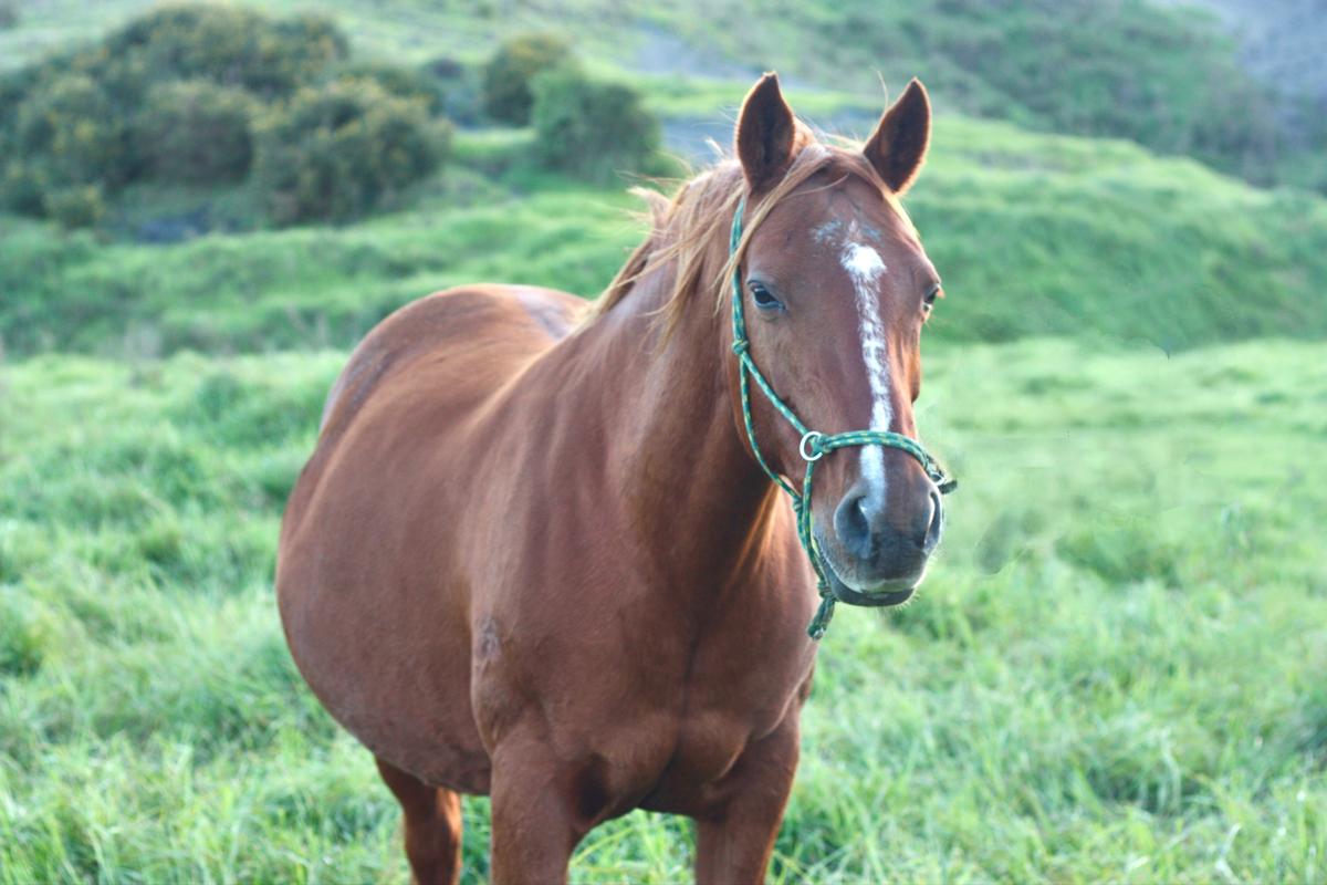 Aotea Taylor;A Horse’s Innocence