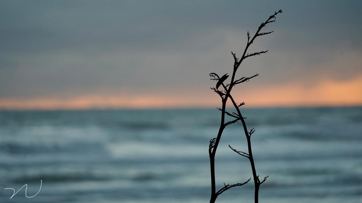 Chenguang Nie;In Piha;Sunset in Phia. The meaning of companionship