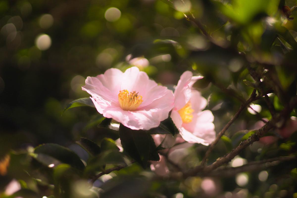 Connor Barratt;Bloom;Dreamy flower blooming at the gardens