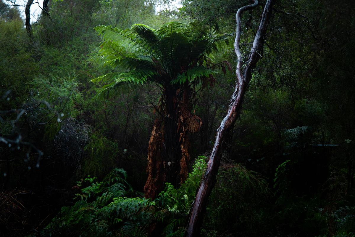 Connor Barratt;Tree;A tree on a stormy day