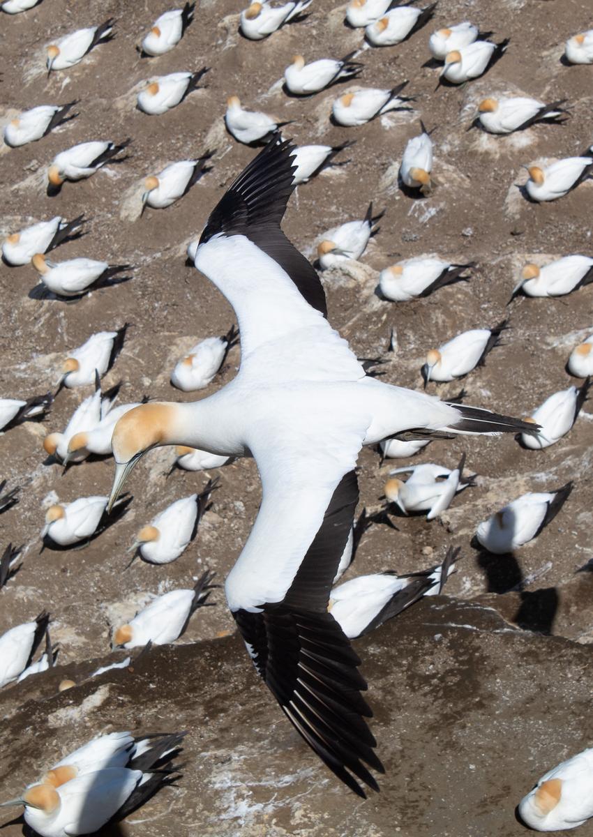 Gabriel Austin;Birds Eye View;Gannet Colony Muriwai