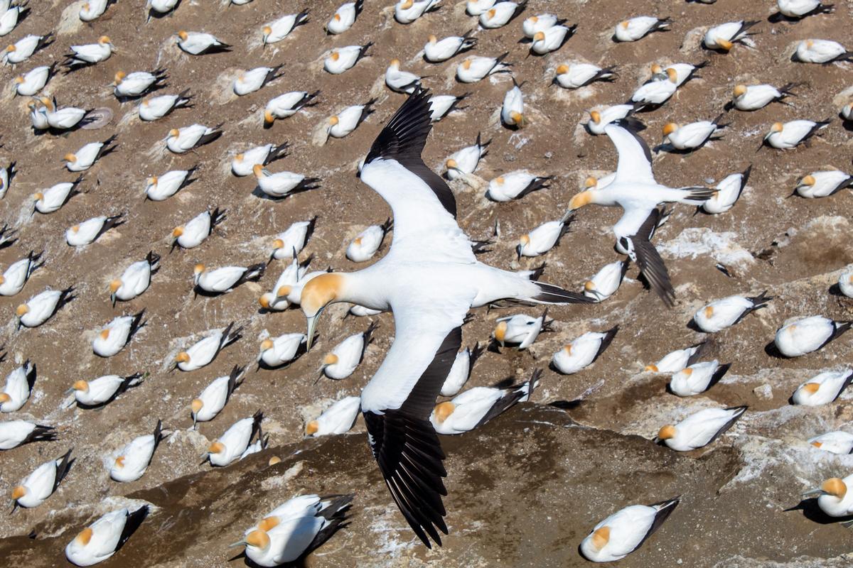 Gabriel Austin;Wingman;Gannet Colony Muriwai