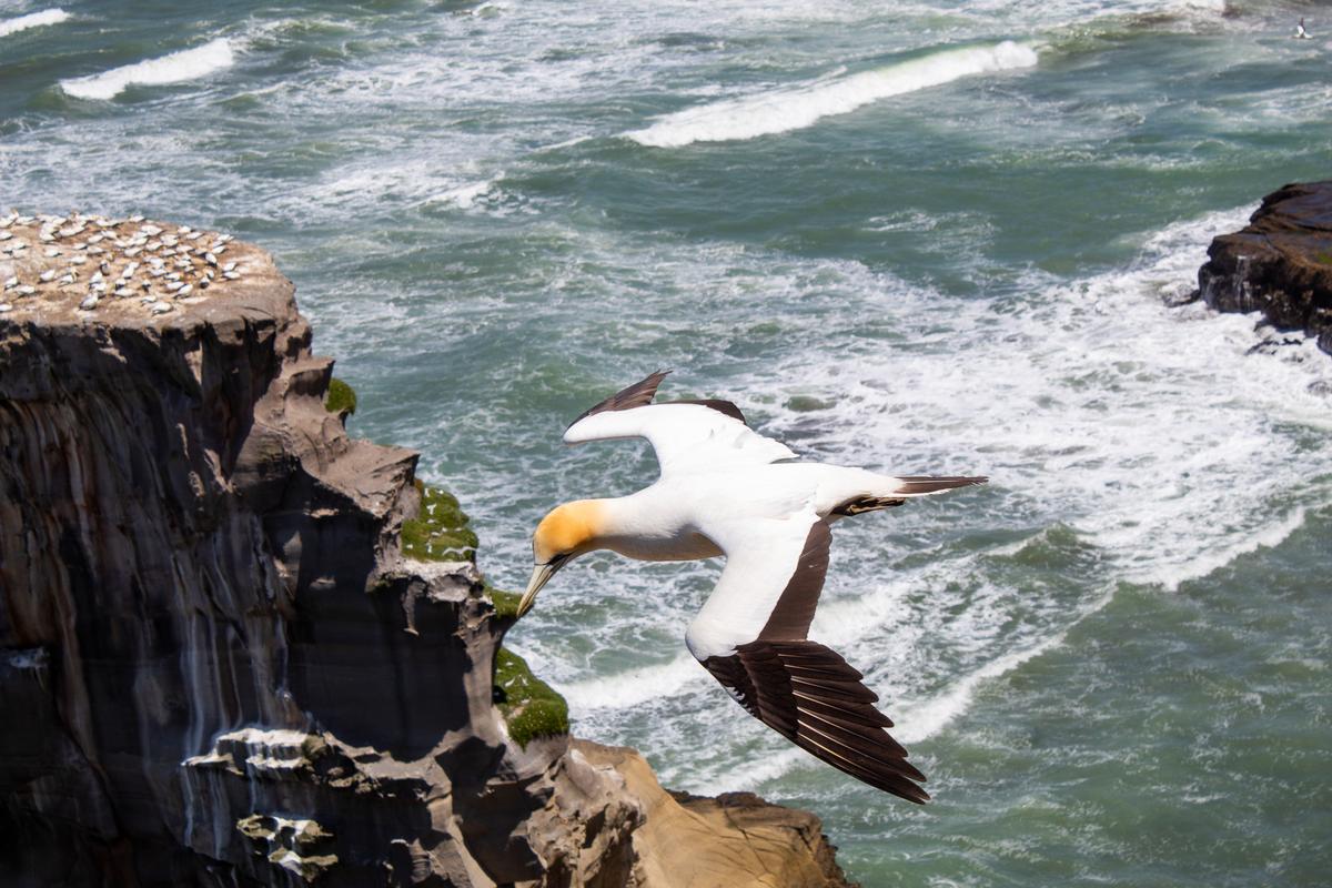 Gabriel Austin;Wind Rider;Gannet Colony Muriwai