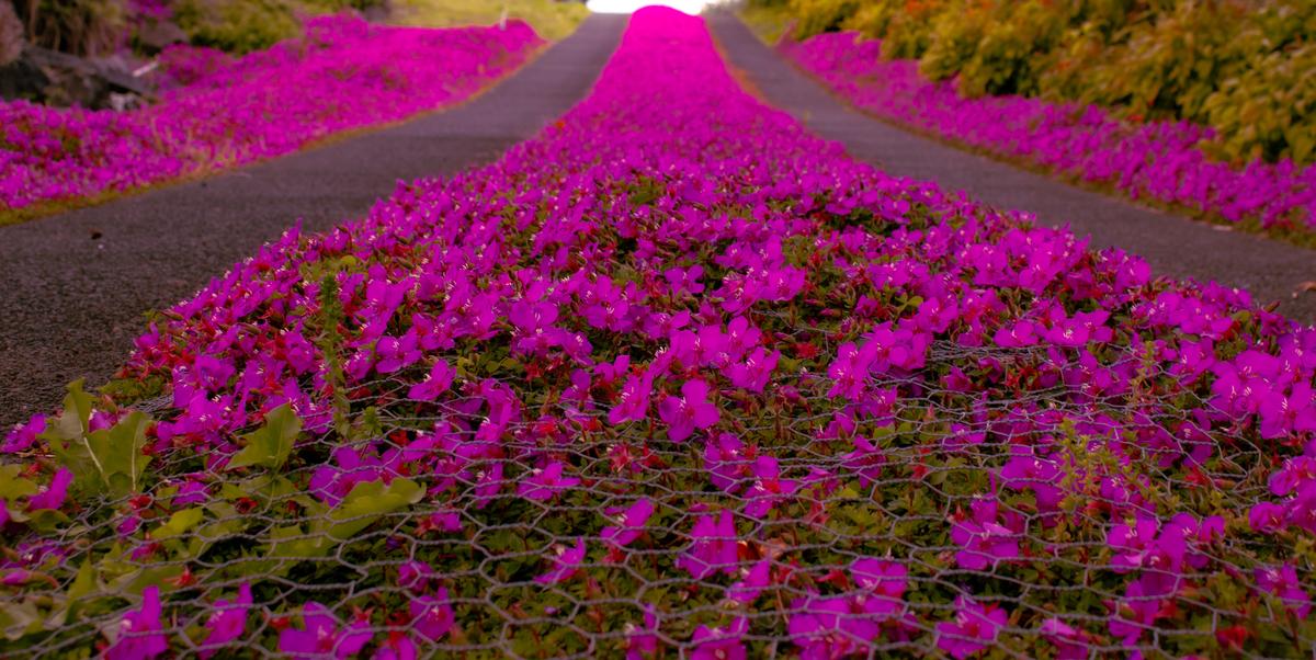 Gabriel Austin;Pink Pathway;Local driveway, Onehunga