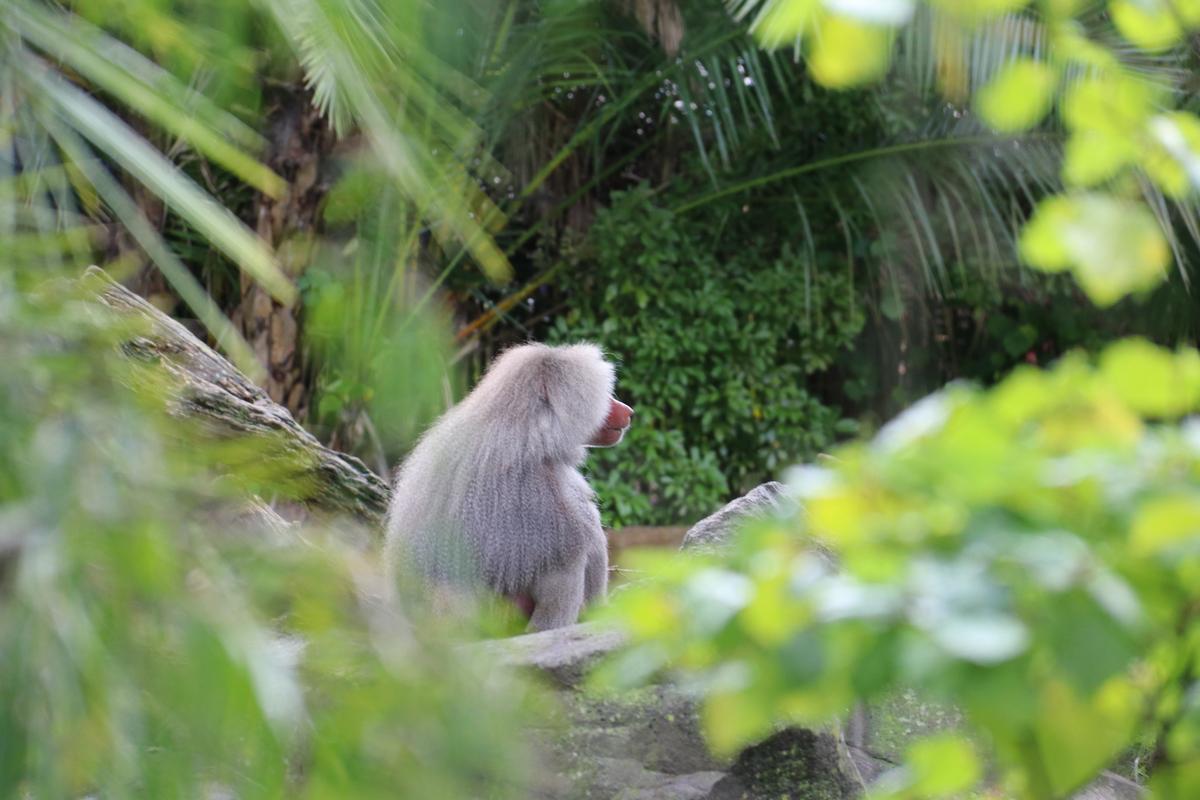 Hellen Jin;Baboon;A lonely baboon.