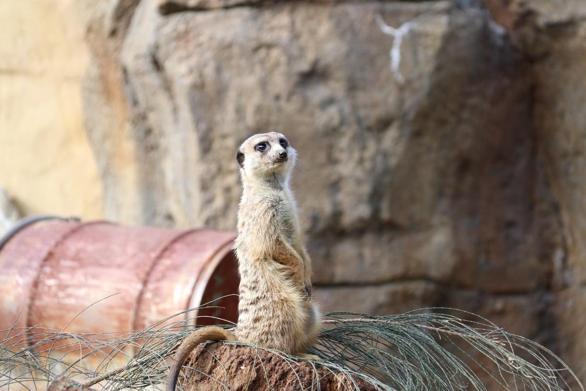 Hellen Jin;Suricate;A very responsible meerkat.