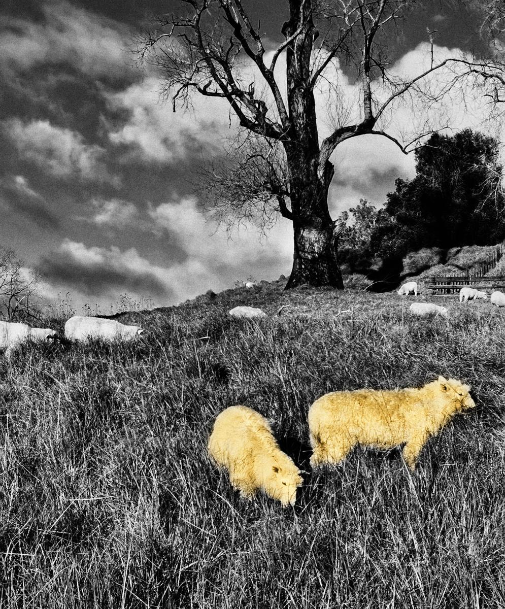 Jane Chen;Sheeps