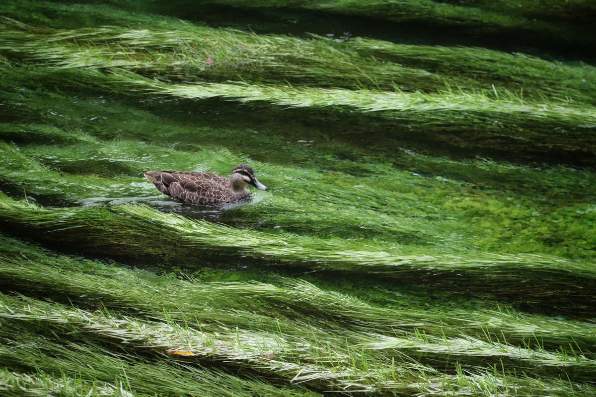 Junwei Li;Swimming Upstream