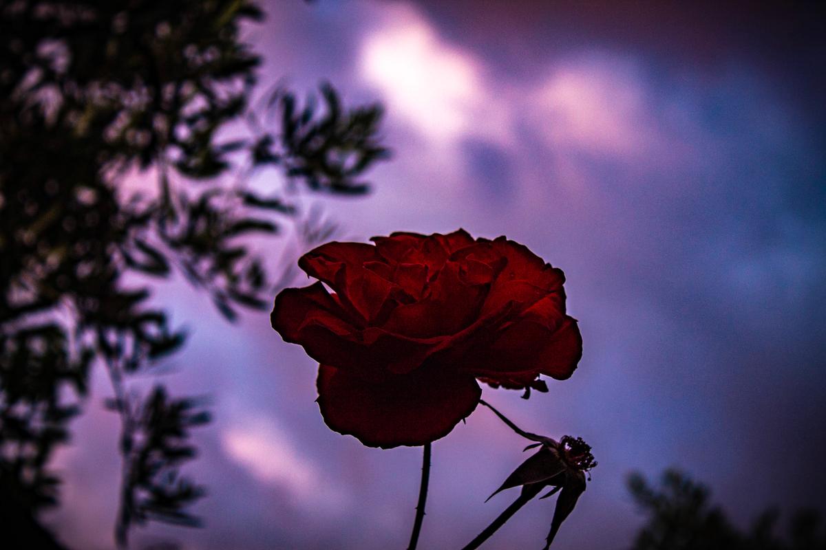 Karla Tremain;A moment of joy in a moody sky;Set against a moody, purplish hued cloudy sky, a single red rose emerges as a vivid symbol of beauty and resilience. This captivating photograph of a vibrant red rose beacons people to inhale its intoxicating scent and experience a moment of joy.  Allow yourself to be drawn into a realm where your senses bloom and the power of beauty conquers even the darkest of horizons