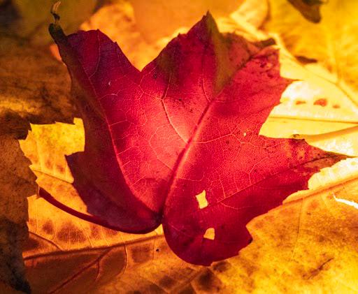 Karla Tremain;Enchanting Autumn Embrace;In this enchanting autumn embrace, a red oak leaf takes centre stage, surrounded by a beautiful backdrop of backlit yellowy oak leaves, evidencing the eventual transition over time. Inviting you to appreciate the changing seasons, and change overall, as all things must change.