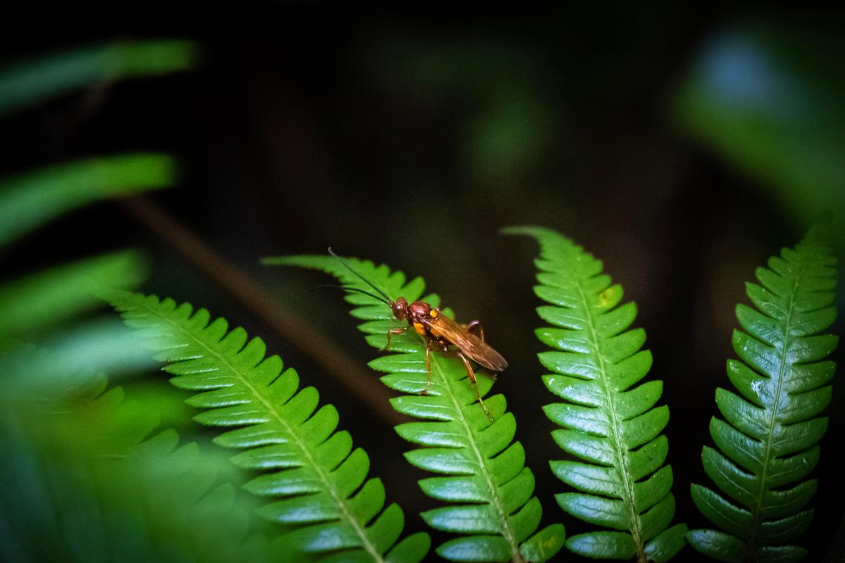 Karla Tremain;Nature's Tiny Marvels;In the intricate tapestry of the natural world, even the smallest creatures possess a captivating allure. Behold this enchanting photograph, where a solitary bug, perched delicately upon a vibrant leaf, unveils a microcosmic realm brimming with wonder. Its delicate features reflect the astonishing diversity found within nature's hidden corners. Through this snapshot, we are granted a glimpse into the mesmerizing world of insects, where beauty and fascination thrive amidst the smallest details. Pause for a moment, immerse yourself in the intricate patterns, and marvel at the profound magic that unfolds when we peer closely into the tiniest of realms
