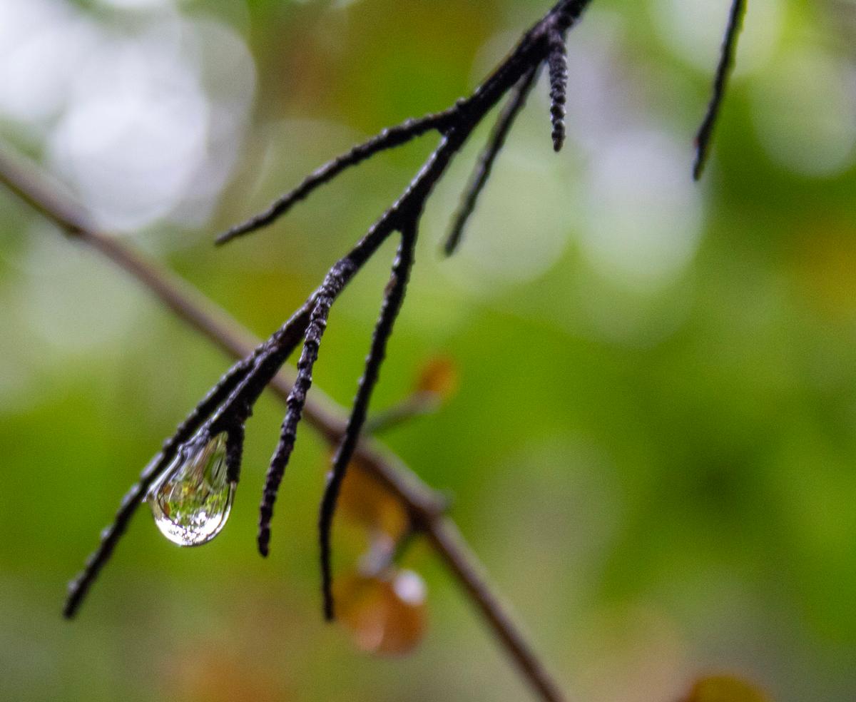Karla Tremain;Nature's different perspective;Enter a different perspective, as a single captures the world around it from a different perspective.  The cloudy sky above is at the bottom of the scene and the surrounding lush earth at the top of the water drop.  This drop is suspended in time, and hangs delicately, reflecting the world around it like a tiny prism of wonder, and begs a question on your perspectives in life.