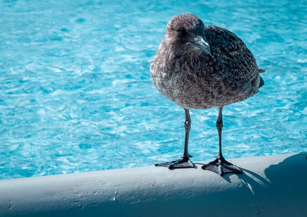 Karla Tremain;Urban Majesty: Seagull's Sanctuary;In the heart of bustling Auckland, a moment of serenity unfolds as a majestic seagull finds solace upon a concrete rim of a fountain pool. Behold this captivating sight, where the untamed spirit of nature claims its place amidst the structured world we inhabit, reminding us how we need to live with nature.
