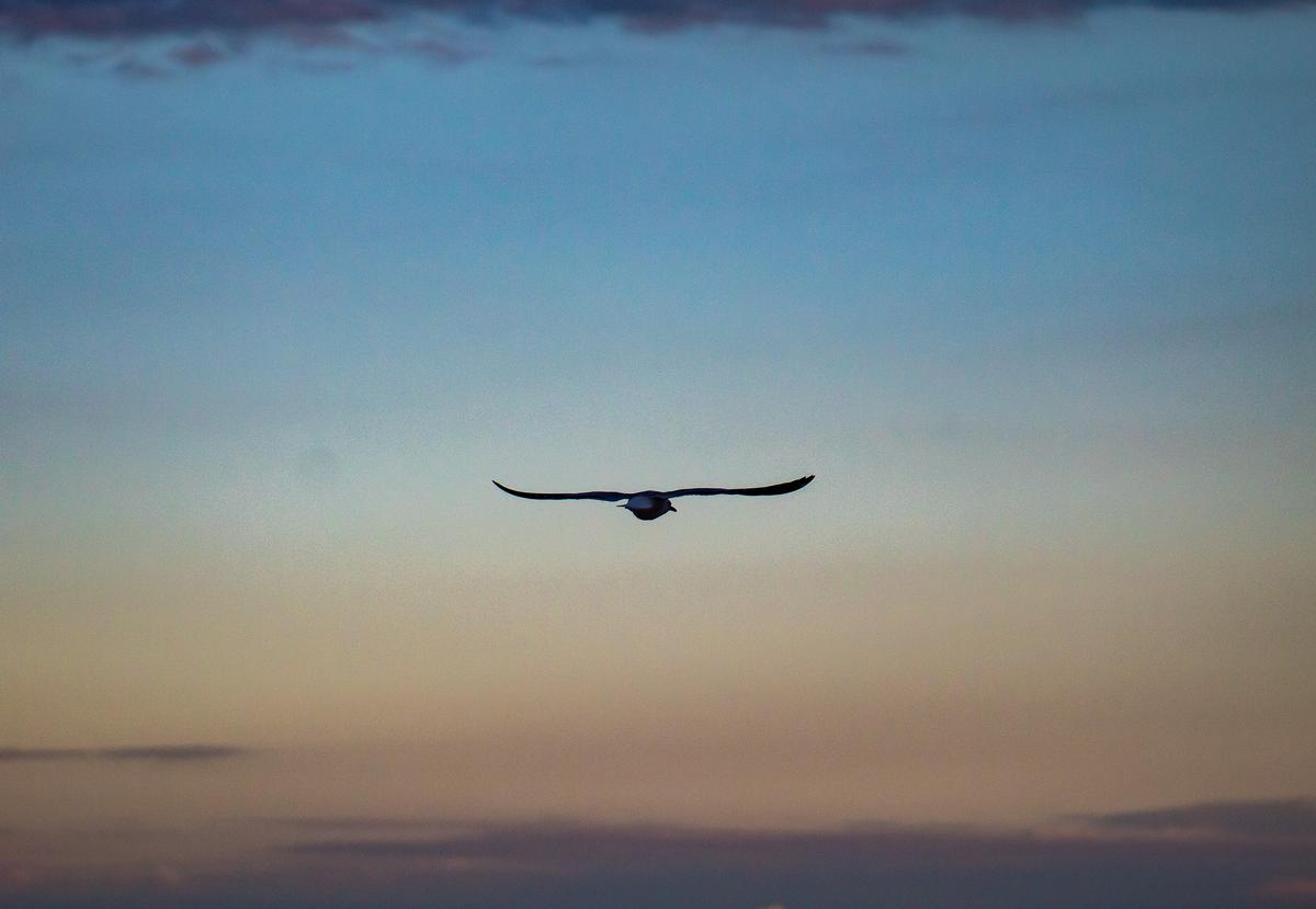Reanna Hinds;Freedom;There is freedom and peace in the flight of a bird.