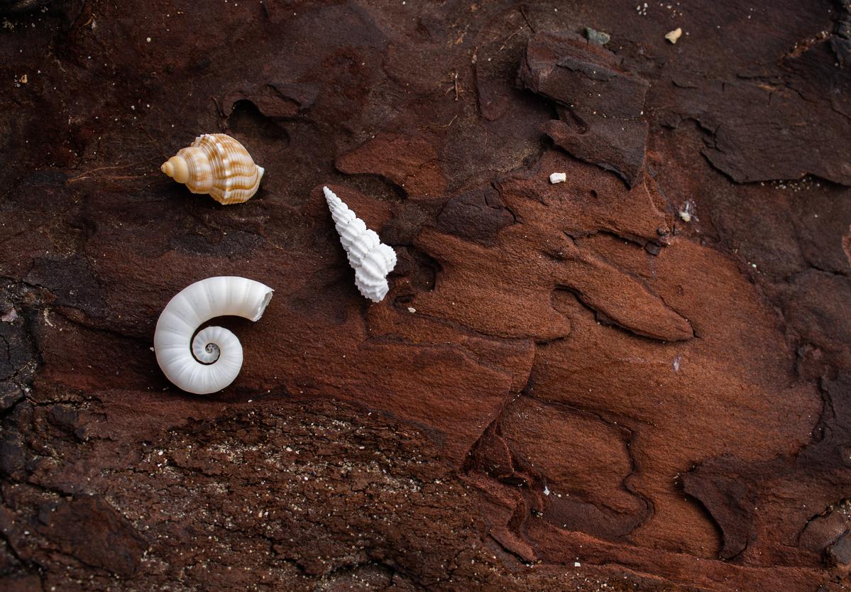 Reanna Hinds;Trinity ;On an everyday eastern beach I found these three shells. I love the contrast of their beauty against the rich brown colour of the wood.