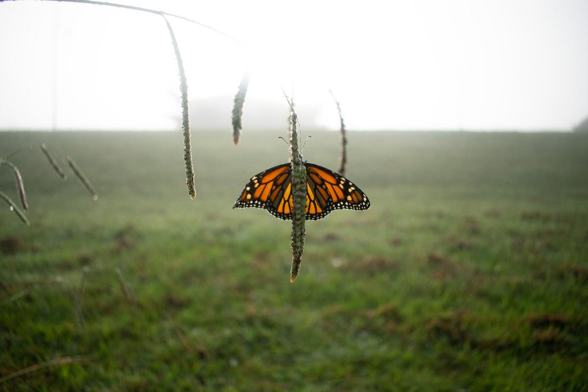 Shafeek Allie;Queen;bright orange Monarch