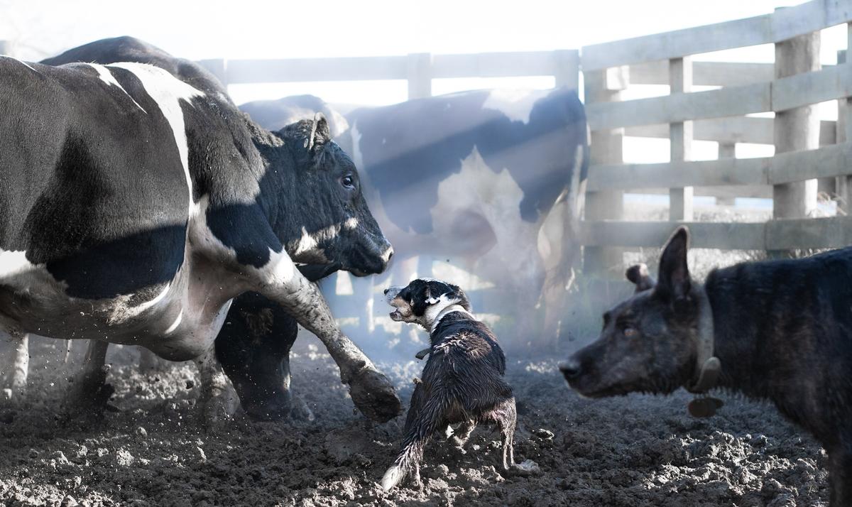 Sophie Hansen;Man's Best friend;Brave, loyal working dogs Ash and Teddy help draft bulls in the yards on a cold, foggy, morning.