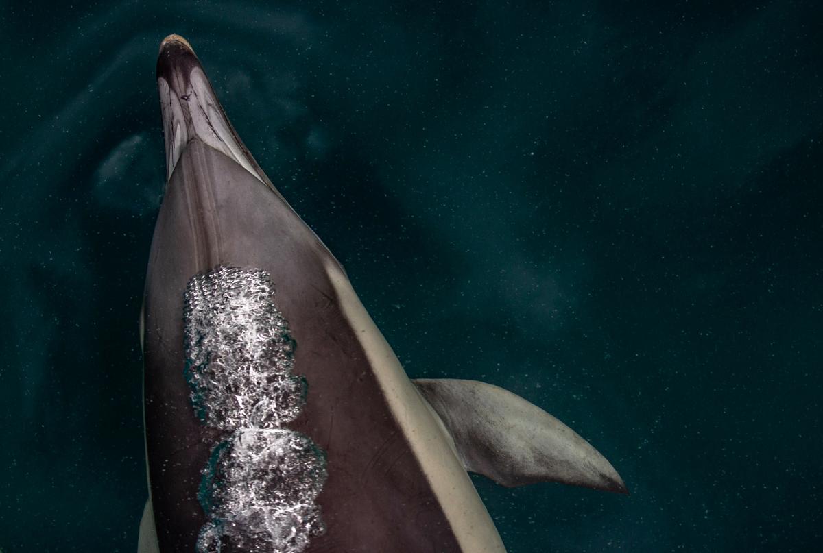 Sophie Hansen;Playful;As we entered the coromandel harbor on our boat a pod of dolphins joined us as I took photos from above on the bow.