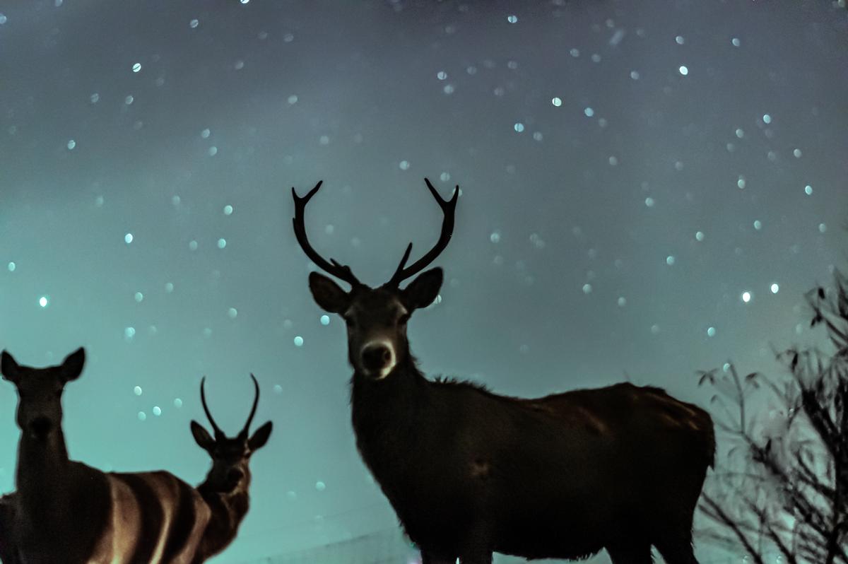Sophie Hansen;Stag In The Stars;A stag on a starry night. I used a shutter speed of 10 seconds to capture the stars, which was difficult as I had to hold the stags attention long enough so that he wasn't blurred in the photo. It took a lot of practice shots but eventually I got one.
