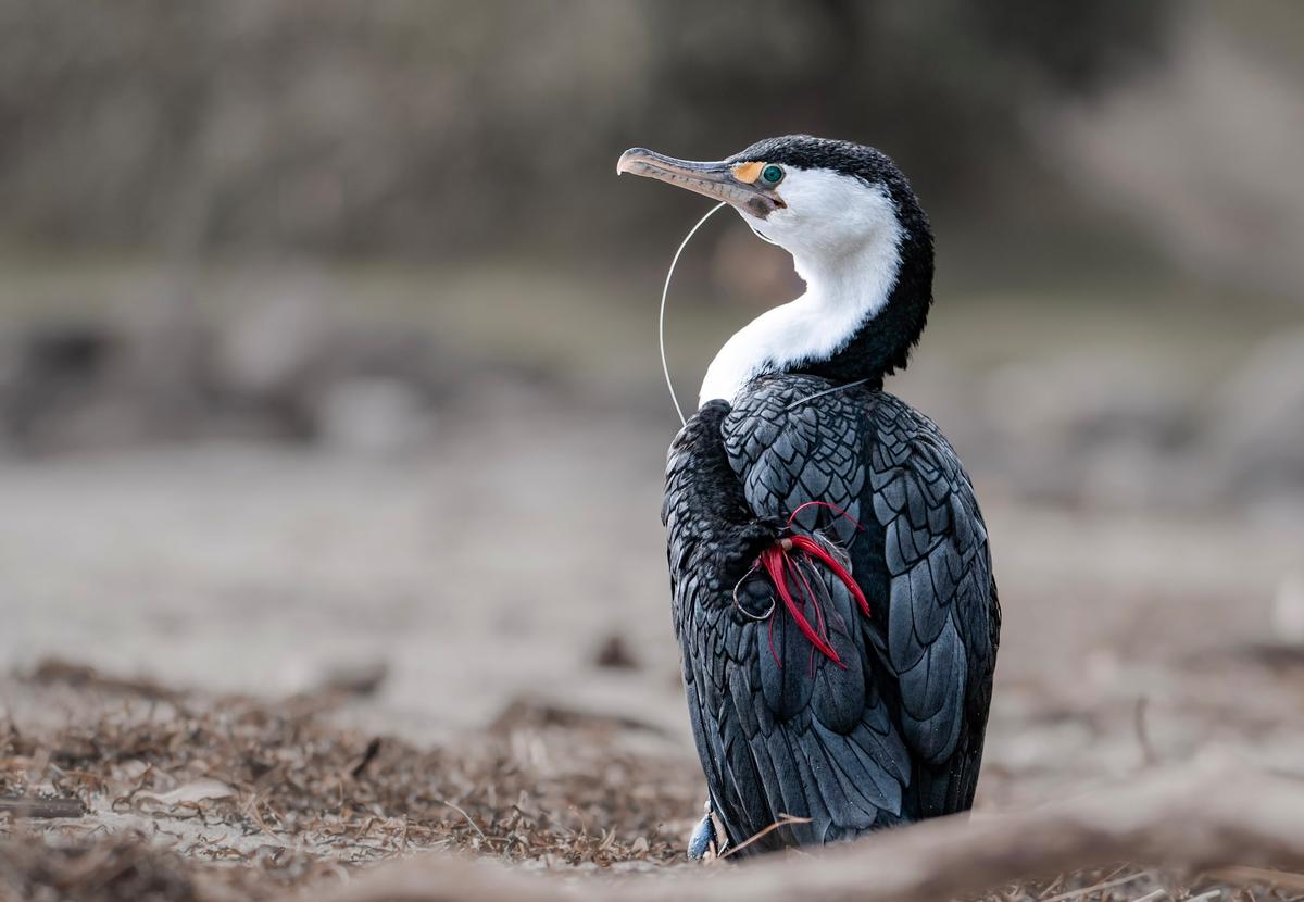 Sophie Hansen;Tangled;A shag tangled up in fishing line. I spotted this shag on a beach at Mount Maunganui, he had nylon and hooks wrapped right around his body, a hook in his mouth and a sinker tangled around his feet. I took a few photos and then, with the help of a few fishermen, caught the shag and cut him free.