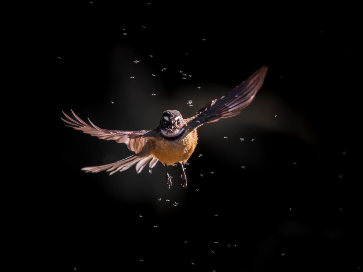 Saryu Mae;Aerial Hunter;Though it may look cute, the New Zealand Fantail / Pīwakawaka is a fierce hunter of flying insects. I had long hoped to photograph this behavior, so I waited patiently for four hours near a swarm of midges   until, at last, the hunter arrived. By placing myself where the bird would be partially backlit, I was able to highlight its golden tones and create a striking contrast.