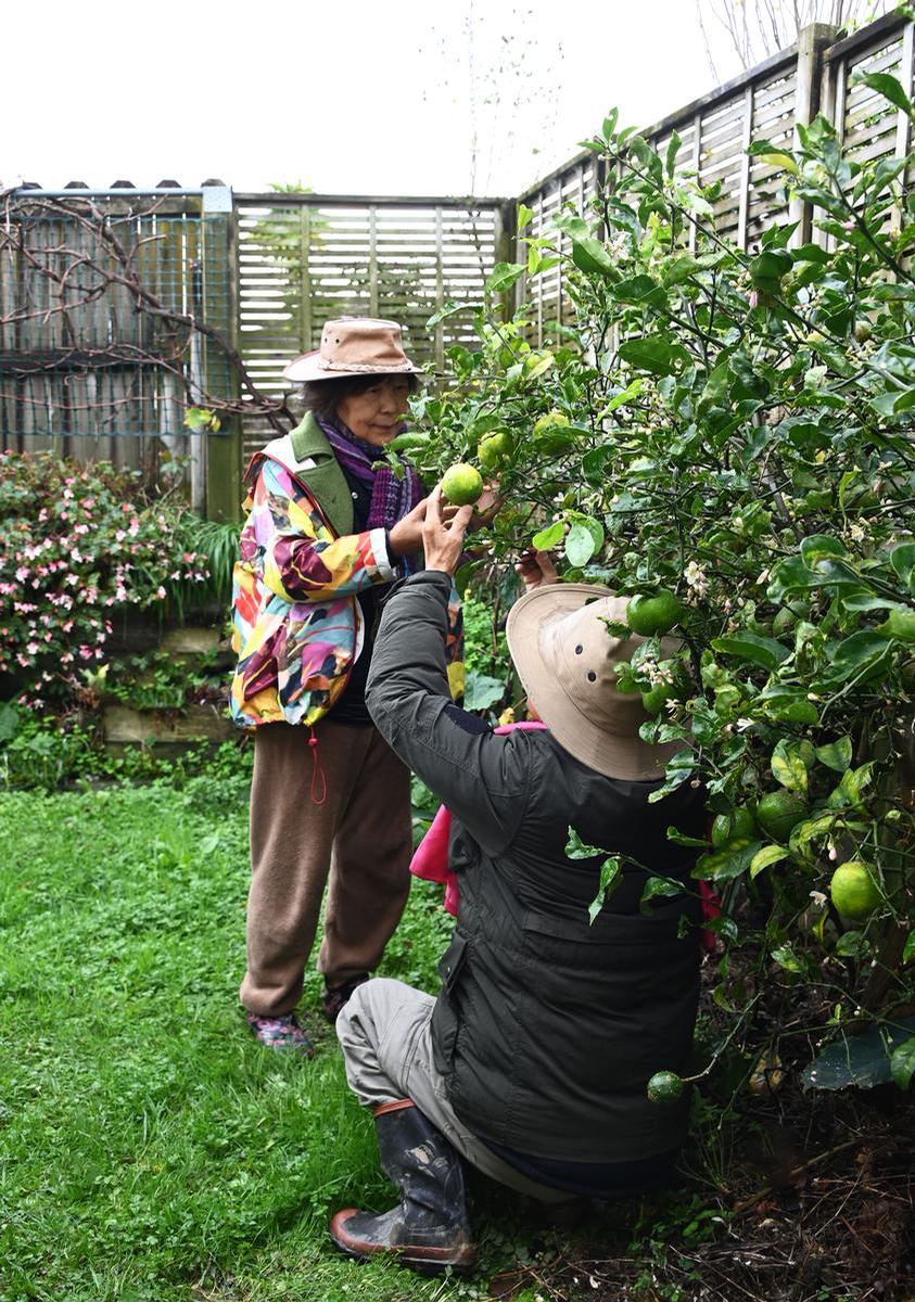 Hyun Duck Park;Lemon picking
