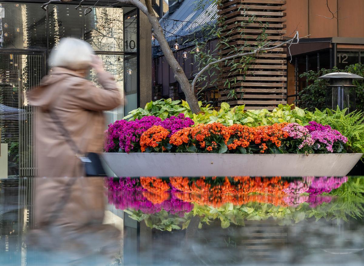 Fiona Collins; Flower in the Looking Glass