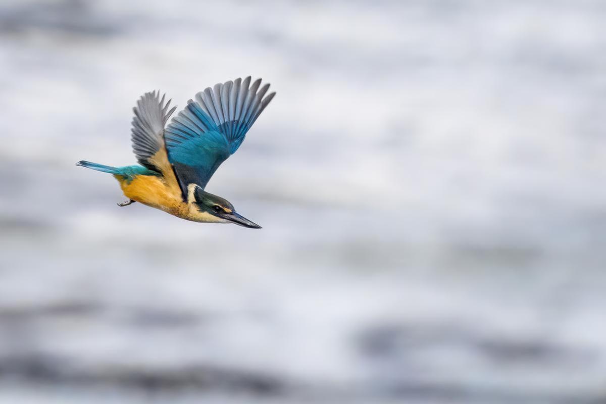 Janice Chen;Kingfisher