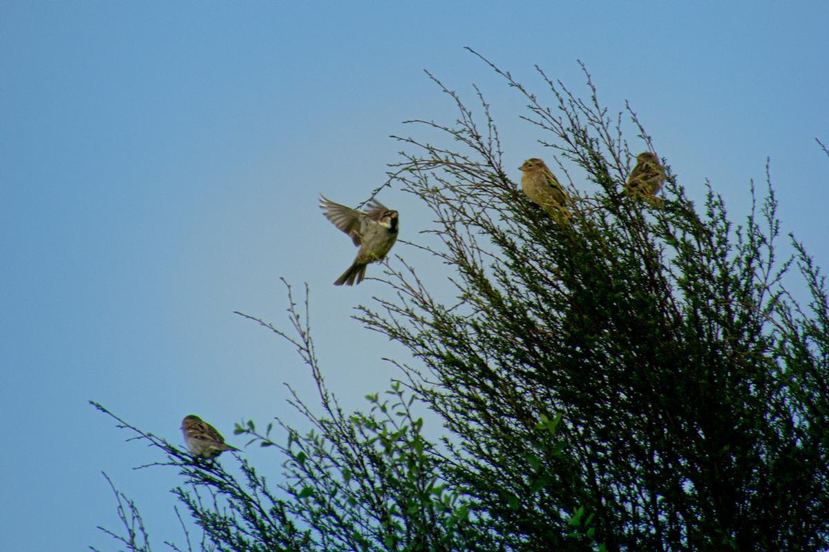 Anuke Ranaweera;Fly away
