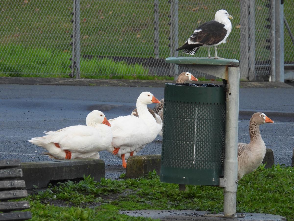 Amanda Paton;First dibs at the bin
