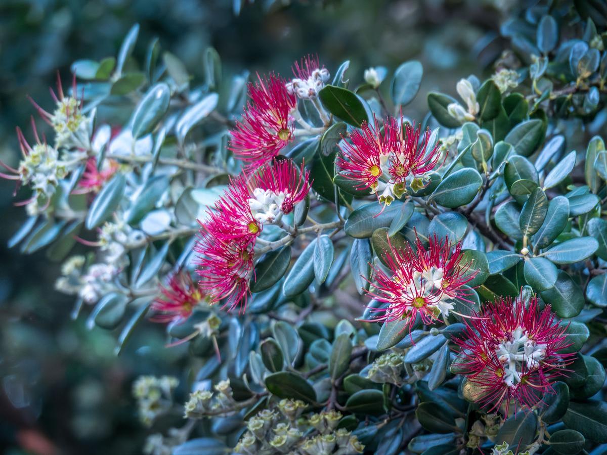Sarah Macmillan;Late Pohutakawa Blooms