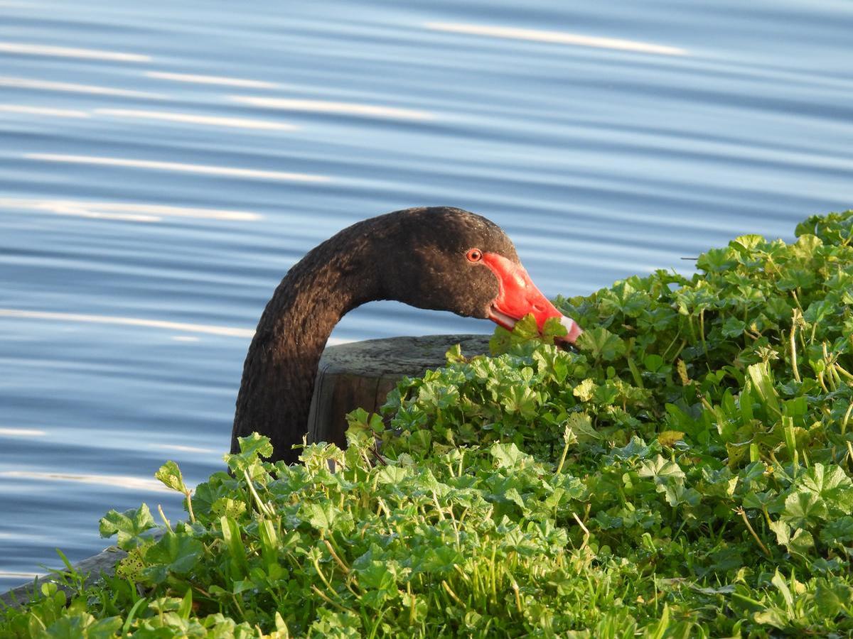 Amanda Paton;Swan Eating the weeds on the edge of the duck pond
