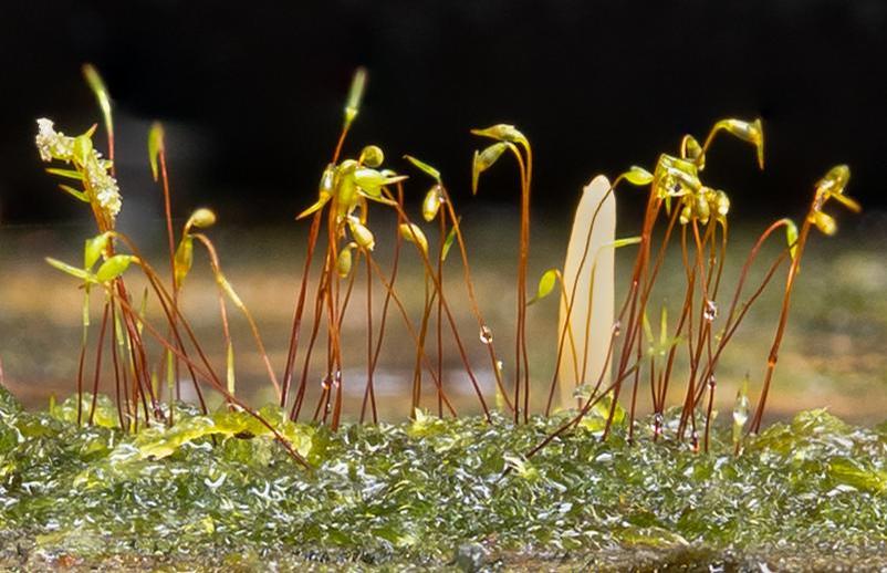 Eva Cadario;Micro forest