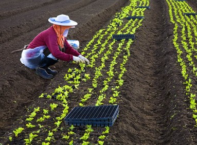 Carolyn Hope;Mesclun fields Mangere