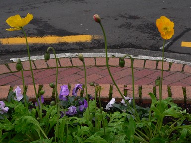 Carmen Castaño;Poppies & Pansies