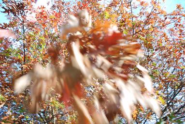 Katherine Rawson;Autumn Leaves