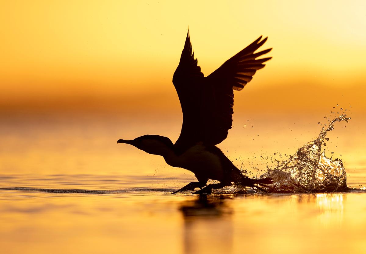 Simon Runting;A pied shag taking off at dawn