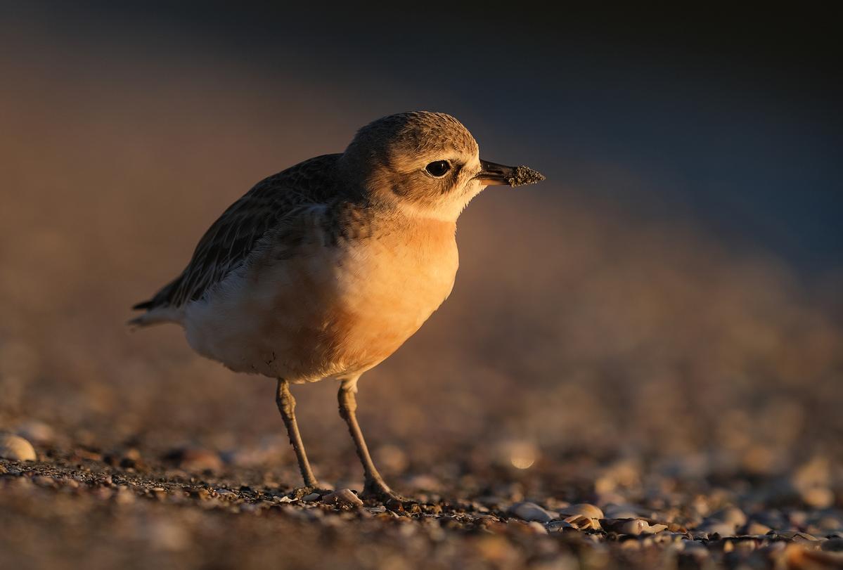 Simon Runting;A New Zealand dotterel in dawn light