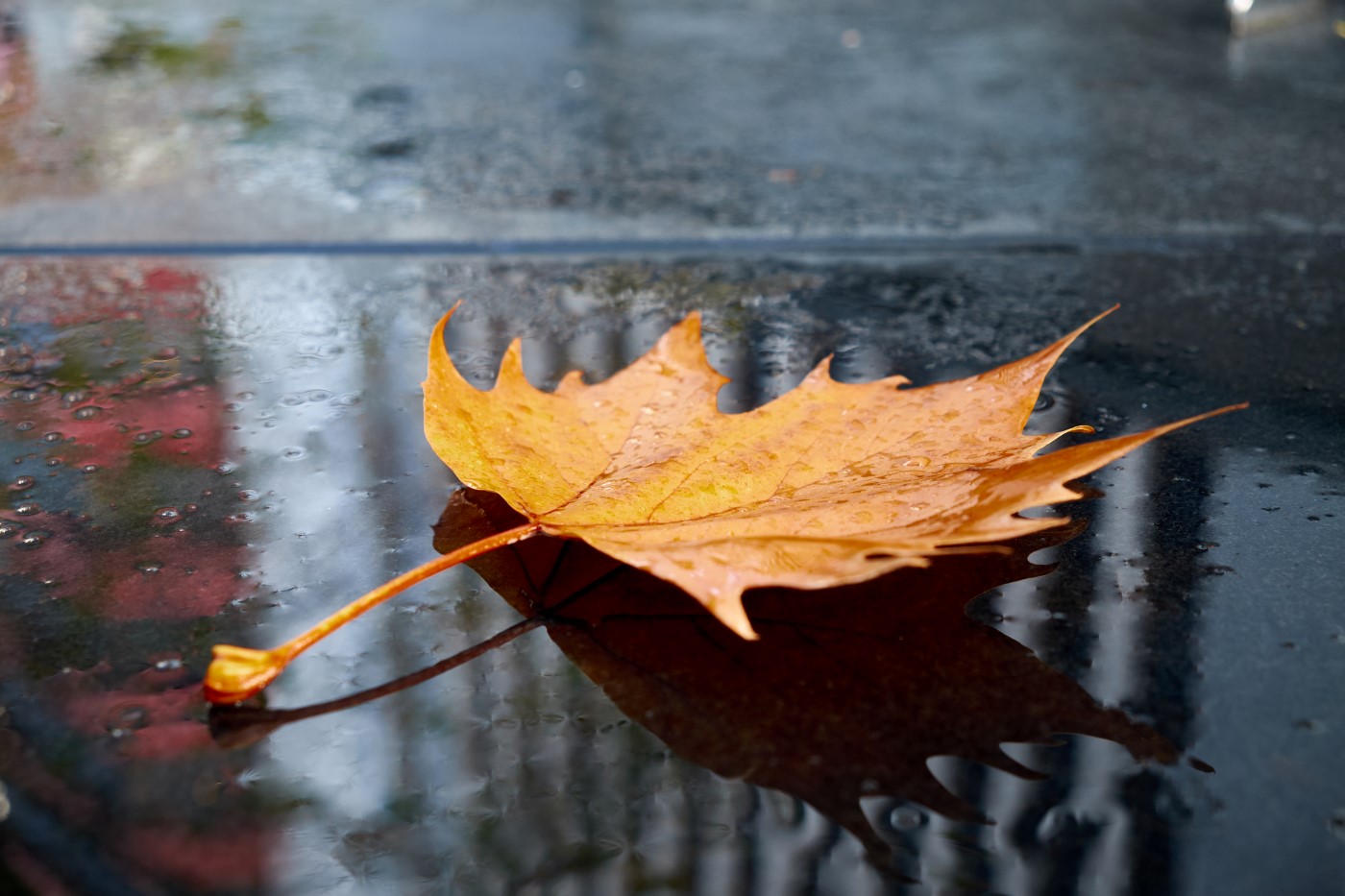 Barry Williams;Leaf