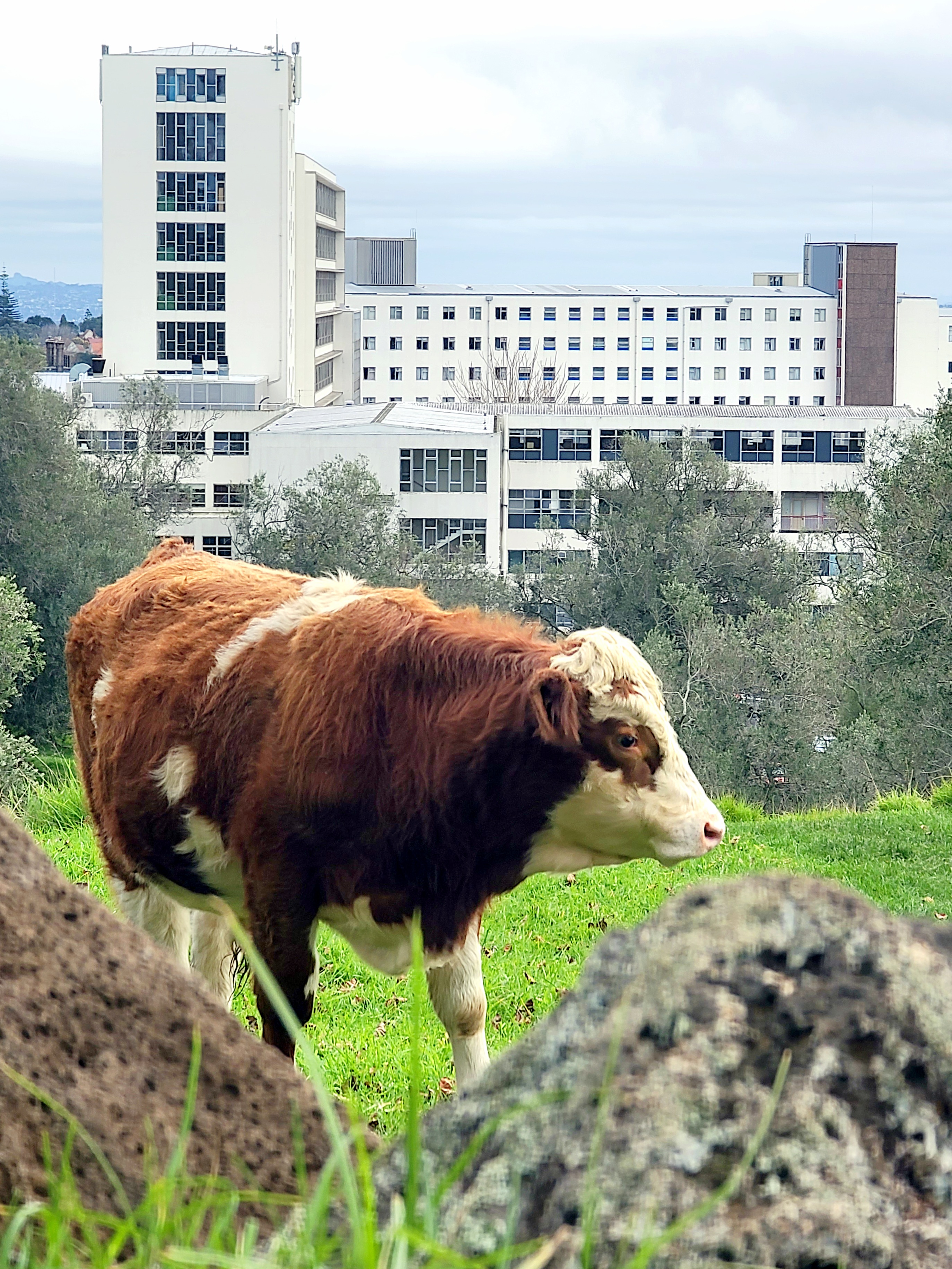 Paul Ohlsen; Hospitabull