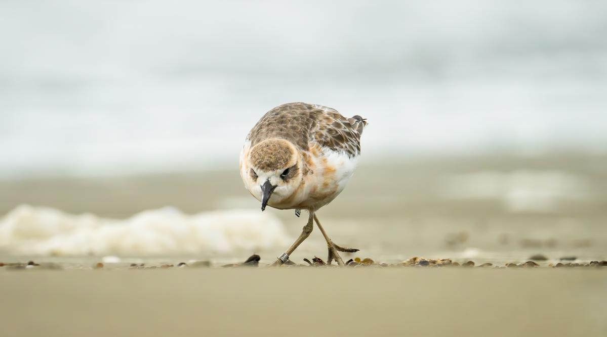 Sharon Souproanuck Wenderholm Dotterel ESA