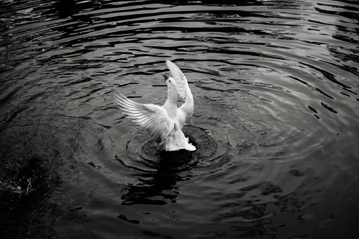 Ziyang Dominic WANG Ballet In Nature
